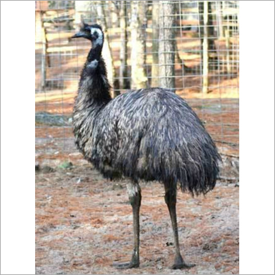 Emu Bird