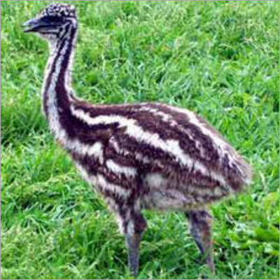 EMU Chicks