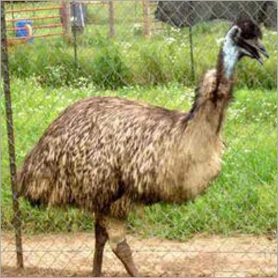 emu bird baby