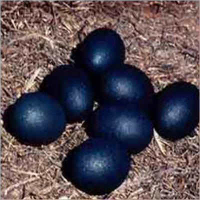 EMU Eggs - EMU Eggs Supplier, Trading Company, Ludhiana, India