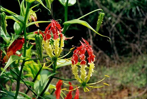 Gloriosa Superba Flower & Seeds