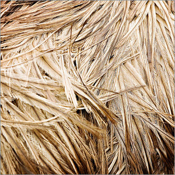 Emu Bird Feather