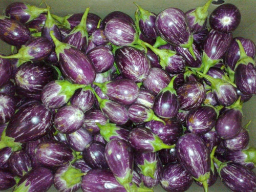 Brinjal