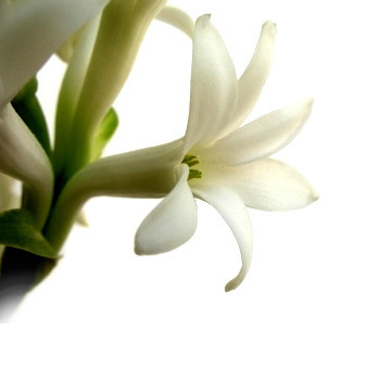 Tuberose Absolute