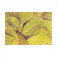 Bay Leaf (Tej Patta)