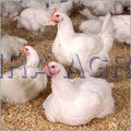 Poultry