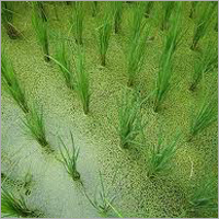 Paddy Rice