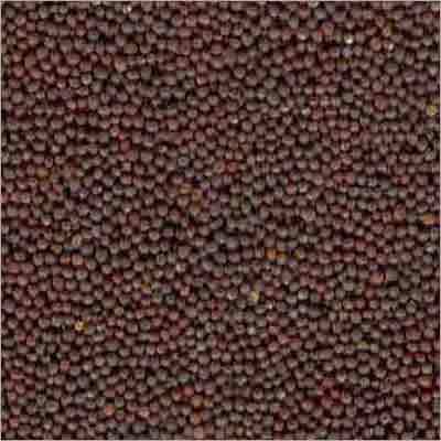 Polished Mustard Seeds