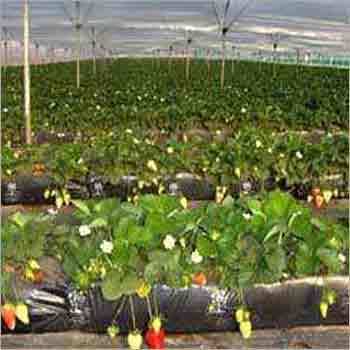 Coir Pith Grow Bags