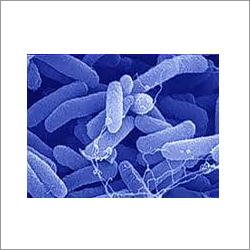 Lactobacillus Rhamnosus