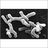 Bifidobacterium Longum