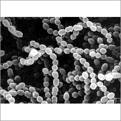 Streptococcus Thermophilus