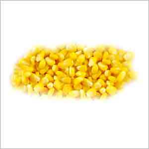 Fresh Sweet Corn