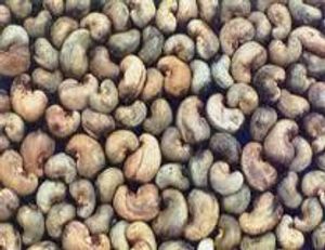 raw cashew importers india