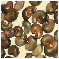 raw cashew importers in india