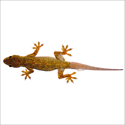 Lizard Pest Control