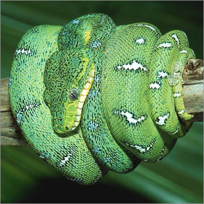 Snake Control Treatment