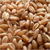 Wheat Grains