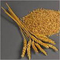Food Grains