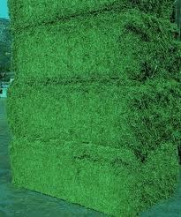 Alfalfa Sprouts