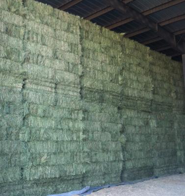 Corn Hay