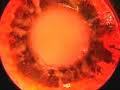 PHENOL RED SODIUM SALT