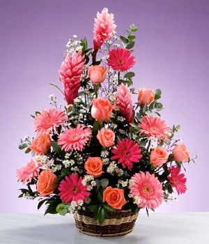 Gerbera Flowers