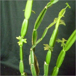 Cissus Quadran