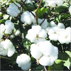Raw Cotton