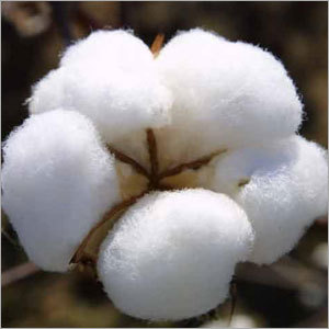 Natural Raw Cotton