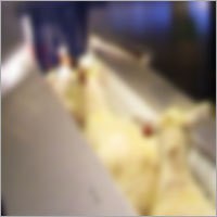 Sheep Slaughter Lines