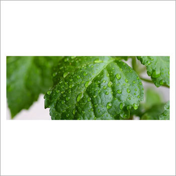 Pure Patchouli Oil