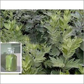 Artemisia Oil