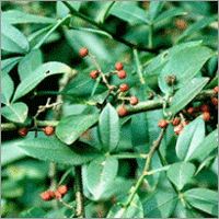 Zanthoxylum Alatum-Tomarbeej