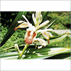 Botanical Extracts