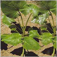 Valeriana Wallichi-Sugandhwal, Valerian