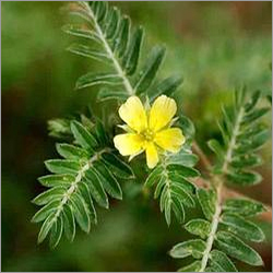 Tribulus Terrestris-Gokharu