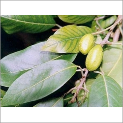 Terminalia Chebula-Harro