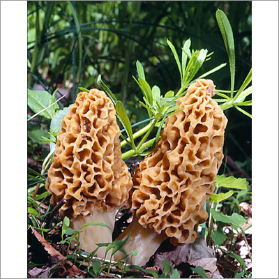 Morchella Esculenta-Guchhi, Morels