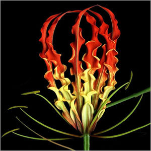 Gloriosa Superba