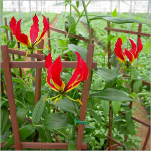 Gloriosa Superba Seeds