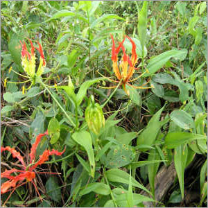 Gloriosa Superba Extract