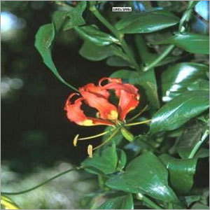 Medicinal Gloriosa Superba Seeds