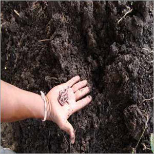 Vermicompost