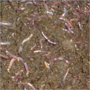 Agricultural Vermicompost