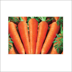Fresh Carrot