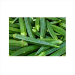 Fresh Lady Finger - 10-15 cm Length Green | Fresh Nutritious Bulk Packaging Wholesale Available