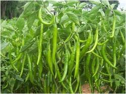 Hybrid Green Mirchi
