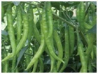 Mirchi ( Jyothi-760 )