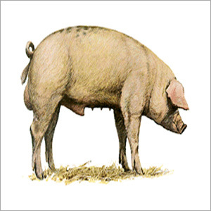 Pig